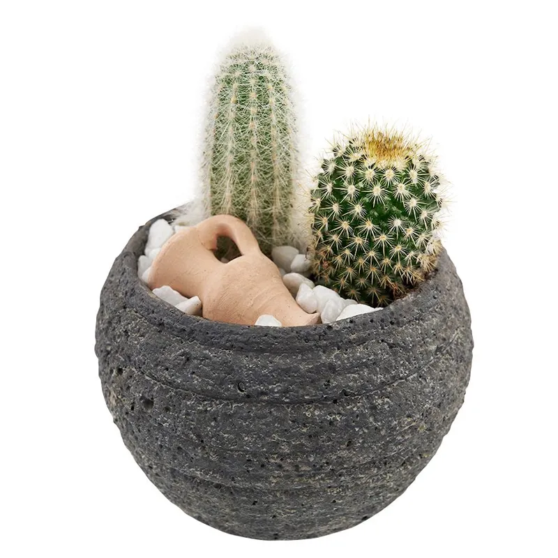 Горшечный набор из кактусов