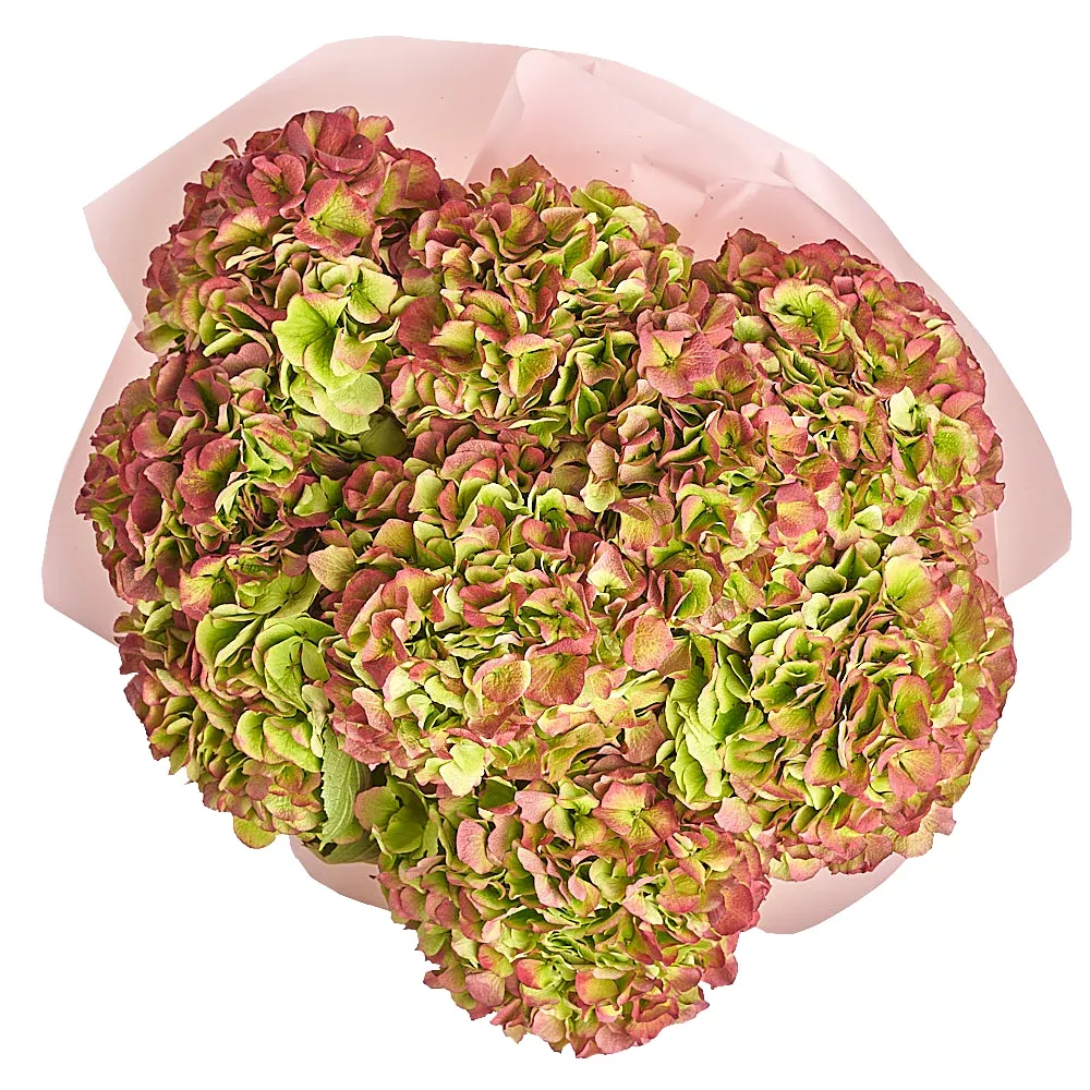 Моно-букет из 9 гортензий