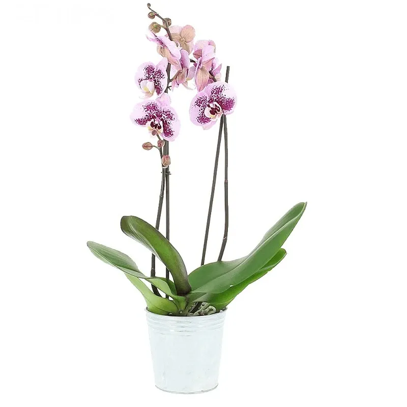 Орхидея в горшке №10