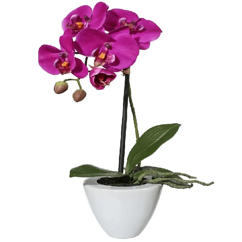 Орхидея в горшке №8